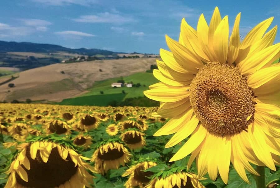 Sunflowers' field